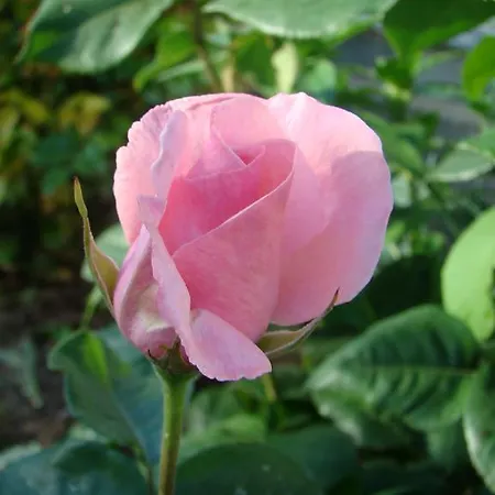 Lovas Vendeghaz Гостевой дом *